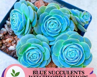 100 graines de lithops bleu Witchford - plantes succulentes rares en pierre vivante, variété unique de mini cactus