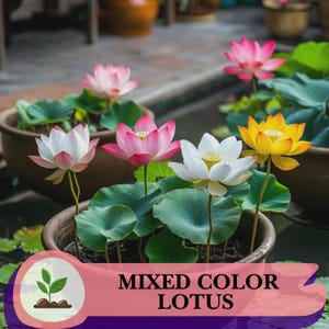 10 Mixed Color Lotus Seeds – Aquatic Garden Flowers