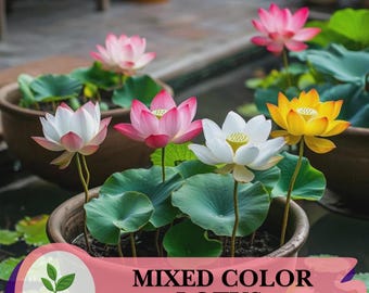 5個入り ボウル 蓮の花の種 スイレン 家庭菜園 植物 マルチカラー