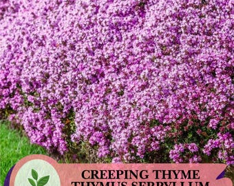1000 semillas de tomillo rastrero (Thymus serpyllum) – Cubresuelos perenne de color púrpura y bajo crecimiento para jardines