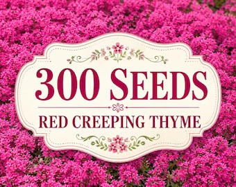 300 Red Creeping Thyme Seeds | Fragrant Perennial Groundcover (Thymus Serpyllum)