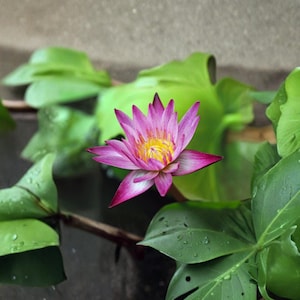 50 Pcs Mixed Bonsai Lotus Seeds: Rare Water Lily Flower Plant