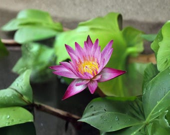 50 Stück gemischte Bonsai Lotus Samen: Seltene Seerose Blumenpflanze