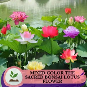 15 Seeds Bonsai Lotus Seeds: Mixed Color Aquatic Flowers - Garden Décor