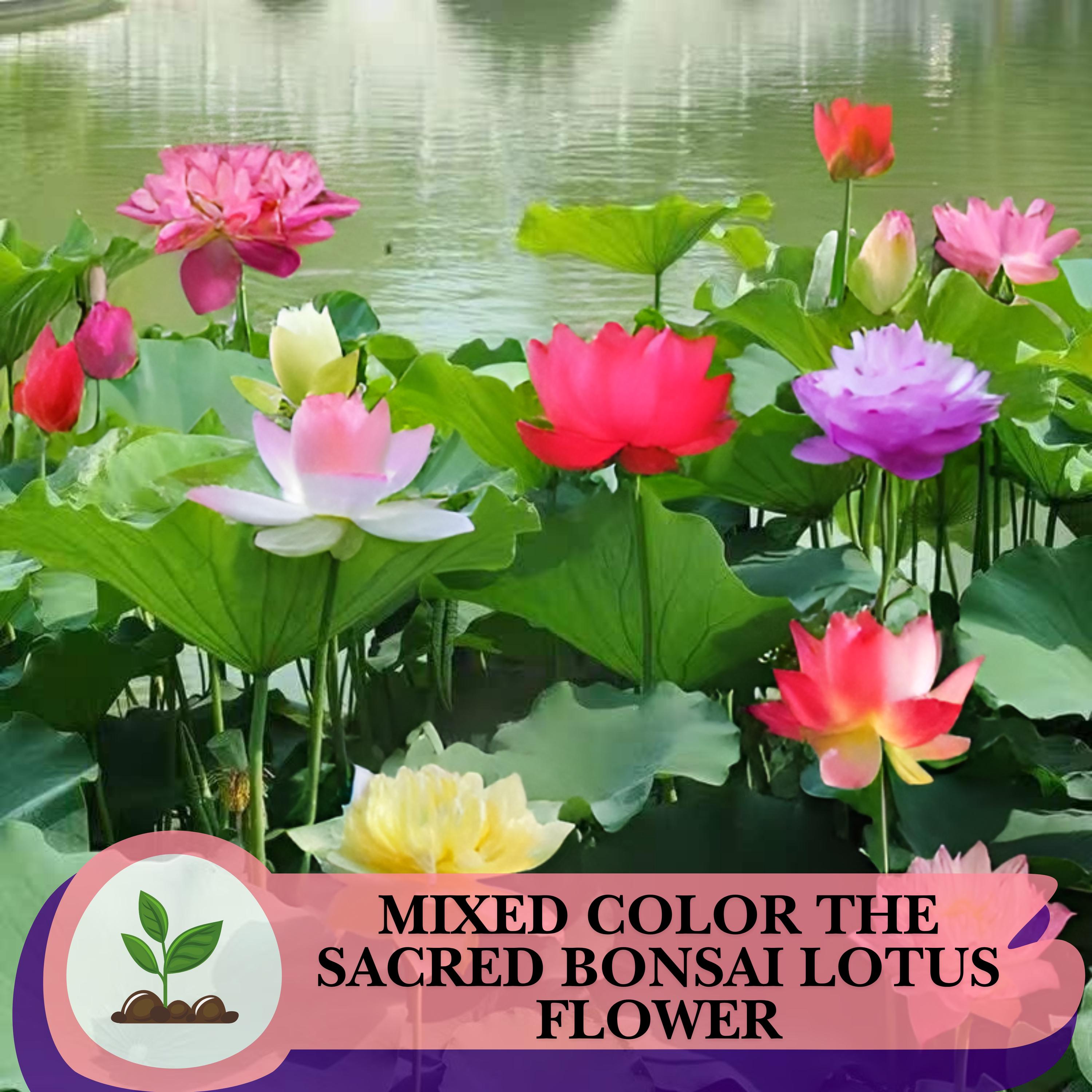 Lotus flower growing - Etsy.de