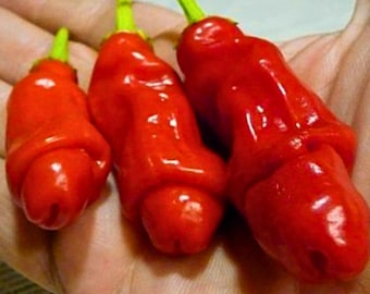 Peter Pepper 15 zaden | Heirloom Hot Chili-variëteit | VS