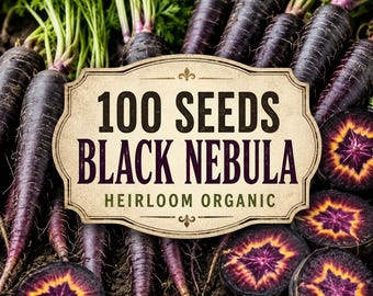 Semi di carota Black Nebula – Varietà biologica antica di ortaggi viola da coltivare nell'orto