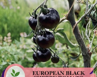 100 semillas de tomate cherry negro europeo: variedad tradicional sin OMG, sabor intenso para huertos familiares.
