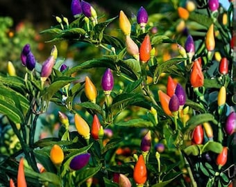 10 Chinese Five Color Pepper Seeds – Heirloom Ornamental Hot Pepper for Planting