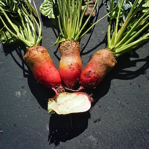 May include: A close-up shot of three red beets with green leafy tops and a sliced beet. The beets have a reddish-purple hue with a brown top and a white interior. The beets are on a dark surface.
