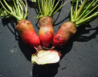 35 Red Mammoth Fodder Beet Seeds | Mammoth Mangold | Heirloom NON-GMO