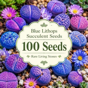100 Blue Lithops Succulent Seeds | Rare Living Stones | Exotic Mesembs | Mini Succulent | Indoor Plant