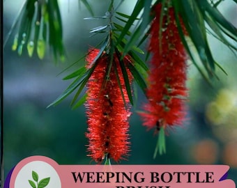 Könnte beinhalten: Nahaufnahme einer Weeping Bottle Brush-Pflanze mit leuchtend roten, zylindrischen Blüten, die an grünen Zweigen hängen. Der Text "WEEPING BOTTLE BRUSH" ist in einem dekorativen Banner enthalten.