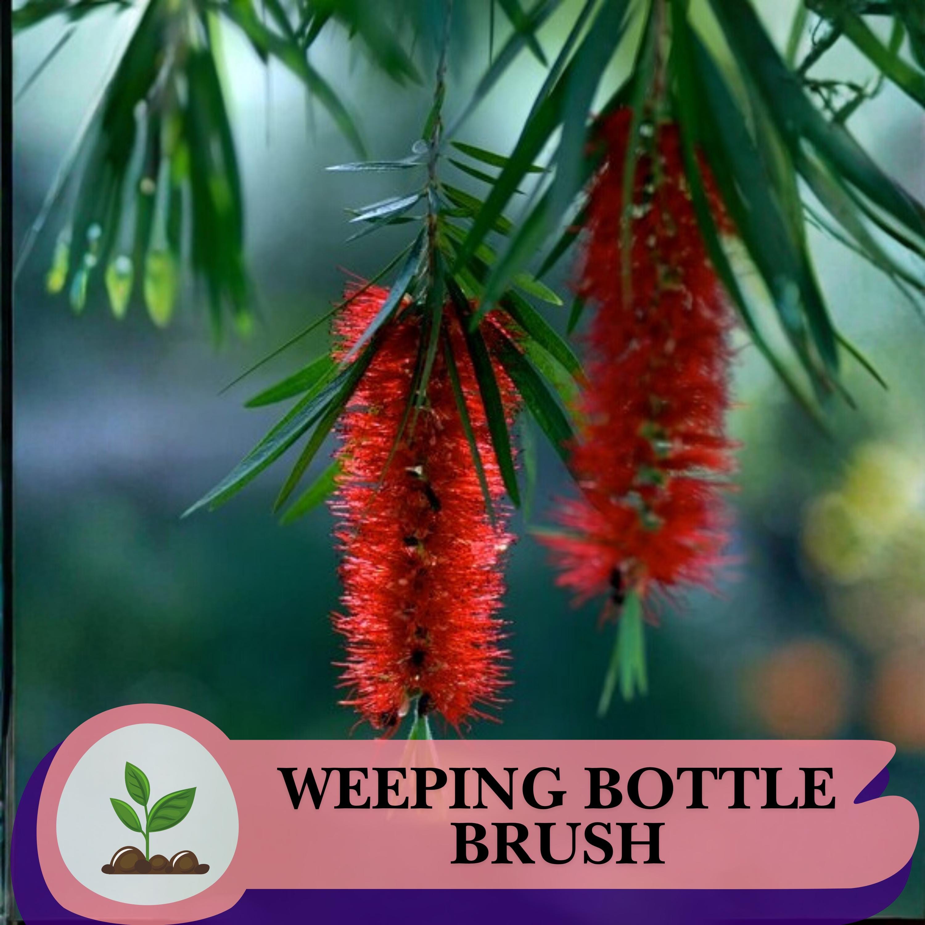 Bottlebrush Tree Seeds - Etsy