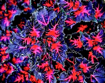 25 Coleus Black Dragon Lulu Seeds: Rare Dark Foliage, Houseplant Accent (NON-GMO)