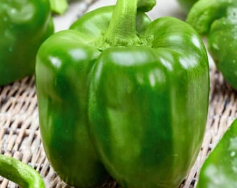 100 semi di peperone gigante smeraldo – Peperone dolce antico da piantare, grande e verde da giardino