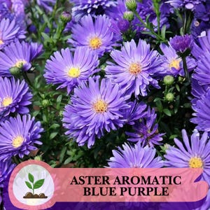 Puede incluir: Primer plano de vibrantes flores de Aster azul-púrpura con centros amarillos y follaje verde. La imagen presenta múltiples flores en varias etapas de desarrollo. El texto en la imagen dice "ASTER AROMATIC BLUE PURPLE".