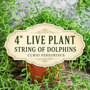 String of Dolphins Succulent • Live Senecio/Curio peregrinus Plant in 4" Pot