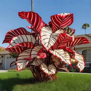 May include: A vibrant Calathea plant with large, eye-catching leaves. The leaves display a striking pattern of deep red and white stripes, creating a bold contrast. The plant is set against a backdrop of green grass and a clear blue sky, suggesting a tropical or outdoor setting.