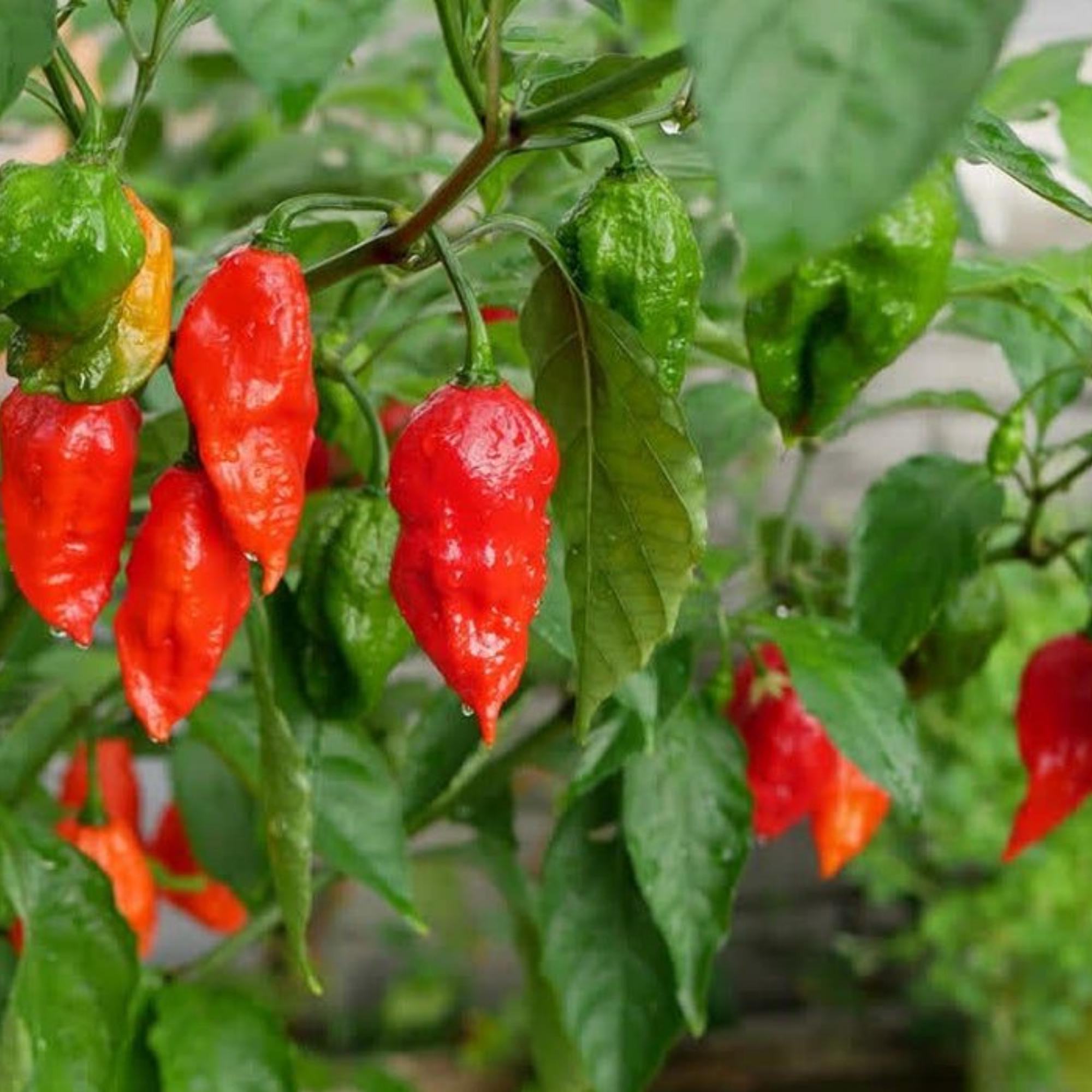 25 Ghost Pepper Seeds Bhut Jolokia – Heirloom Hot Pepper for Planting ...
