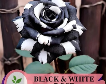 20 Stück seltene Black & White Rose Samen - Non-GMO Heirloom Garden Variety, elegante zweifarbige Blüten