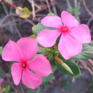 50 Vinca Rosea Seeds | Pink Periwinkle Flower | Perennial | Non-GMO | Easy Grow | Drought Tolerant