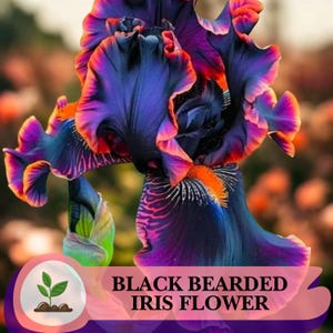 Könnte beinhalten: Nahaufnahme einer schwarzen Bart-Iris-Blume. Die Blume hat tiefviolette Blütenblätter mit orangefarbenen und rosa Rändern. Der Text "BLACK BEARDED IRIS FLOWER" wird am unteren Rand des Bildes angezeigt.