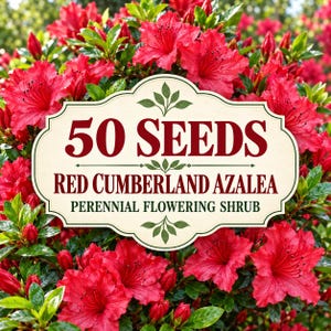 50 Red Azalea Seeds – Rhododendron bakeri – Cumberland Azalea Flowering Shrub for Vibrant Garden