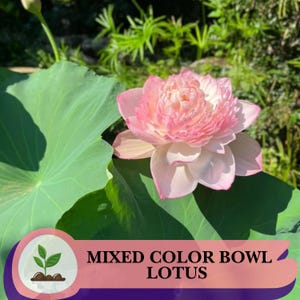 20 Mixed Color Mini Lotus Seeds – Aquatic Bowl Flowers