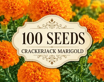 100 Crackerjack Marigold Seeds | Tall Orange Double Blooms (Tagetes erecta)