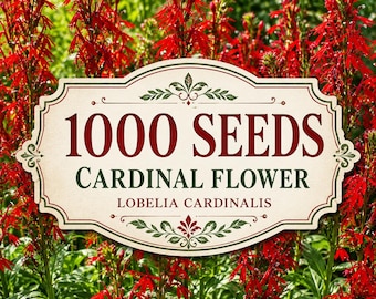 1000 Cardinal Flower Seeds – Lobelia cardinalis, Scarlet Red Blooms for Hummingbirds (Perennial Wildflower)