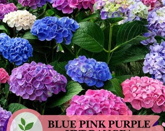 25 Blue, Pink, Purple Hydrangea Seeds – Non-GMO Perennial Blooms