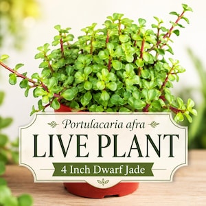 Dwarf Jade Plant | Portulacaria afra Elephant Bush, Easy Care Bonsai Succulent