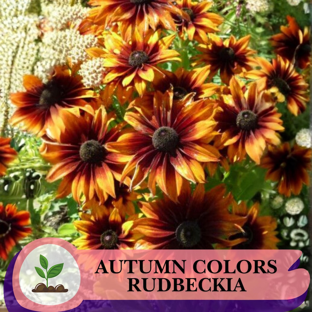 Fall Rudbeckia 500 Autumn Colors Rudbeckia Seeds – Black Eyed Susan Perennial - Etsy