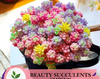 Rare Beauty Mixed Succulent Seeds – 100pcs Variety Pack of Colorful and Unique Succulent Plants