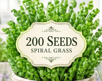 200 Spiral Grass Seeds | Curly Green Ornamental Plant for Pots, Terrariums, Bonsai Displays