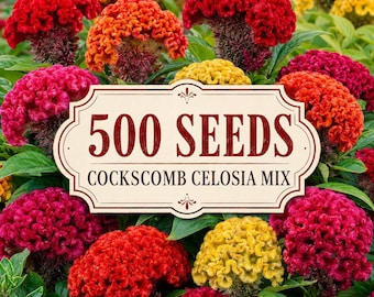 Cockscomb Celosia Cristata Mixed Seeds – Colorful Dried Flowers