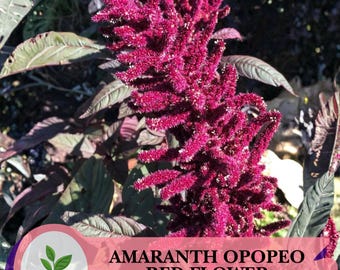 Opopeo Red Amaranth 1500 Seeds – Edible Leaves & Magenta Blooms,Non-GMO Seeds