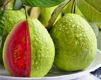 50 Red Guava Seeds | Tropical Fruit Tree | Sweet Pink Flesh | Home Garden