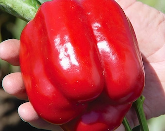 100 große rote Paprika Samen | Heirloom Paprika | Groß, Zero Heat, NON-GMO