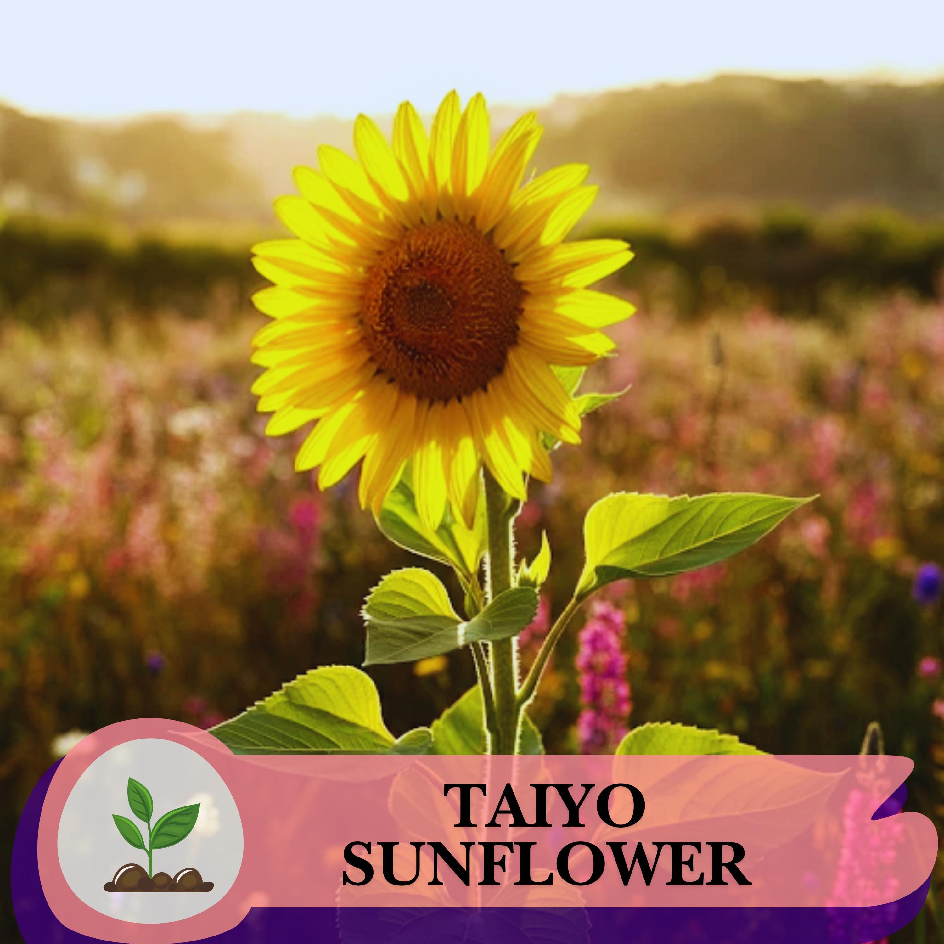 50 Taiyo Sunflower Seeds – Rare Heirloom Non-gmo Variety, Tall