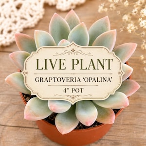 Graptoveria Opalina Succulent | Pastel Blue Pink Rosette Live Houseplant (4 Inch Pot)