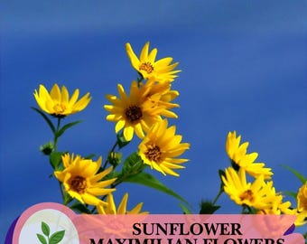 Maximilian Sunflower Seeds – 100 Non-GMO Perennial Wildflower – Attracts Butterflies & Finches