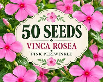 50 Vinca Rosea Seeds | Pink Periwinkle Flower | Perennial | Non-GMO | Easy Grow | Drought Tolerant