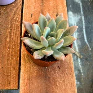 May include: A small succulent plant in a brown pot. The plant has pale green leaves with pink tips. The pot sits on a wooden surface. The succulent is a popular houseplant.
