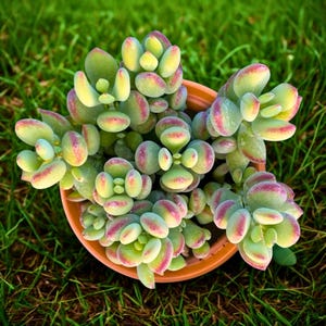 May include: A potted succulent plant with rounded, fleshy leaves. The leaves are green with red and yellow accents, arranged in a circular pattern. The pot is a terracotta color, set against a backdrop of green grass.