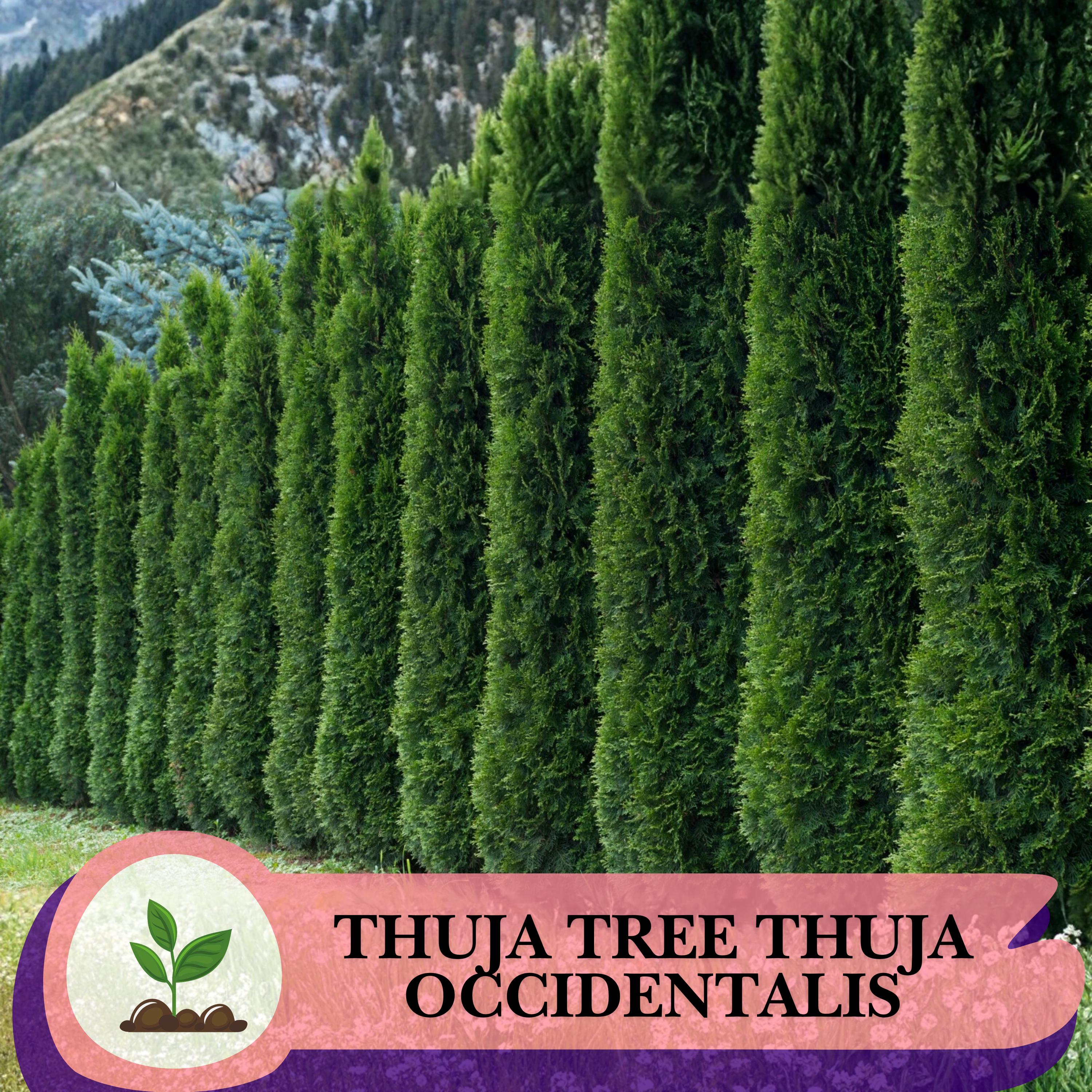Thuja occidentalis - Etsy.de