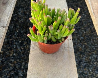 Et's Fingers, Crassula Ovata, Jade Plant, Variegated Succulent, Live  Houseplant in 4", 6" Pot - Etsy