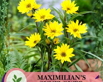 500 Maximilian’s Sunflower Seeds – Helianthus maximiliani – Hardy Perennial Native Wildflower for Pollinators