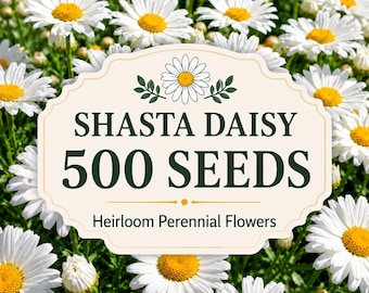500 Shasta-Margeriten-Samen | Alte Sorten | Weißer Bauerngarten | Insektenfreundlich | Schnittblume
